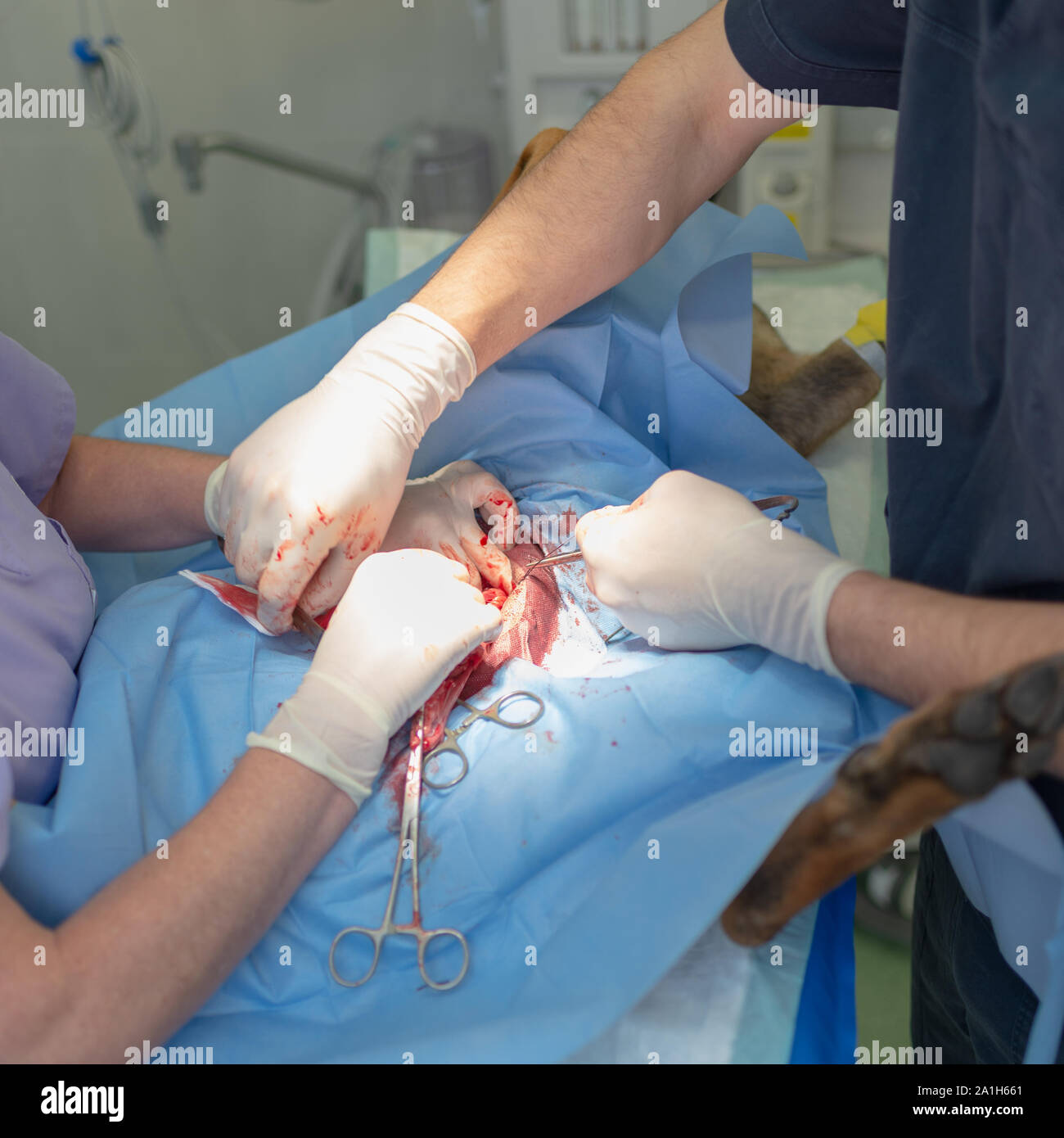 Die Sterilisation der Hund auf dem OP-Tisch unter Vollnarkose und Tierärzte. Tierarzt durchführen Hund kastrieren Chirurgie. in der Nähe der Veteri Stockfoto