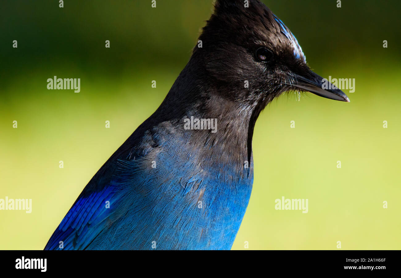 Wunderschöne als männlich Steller Jay Nahaufnahme von der rechten Seite des Gesichts Stockfoto