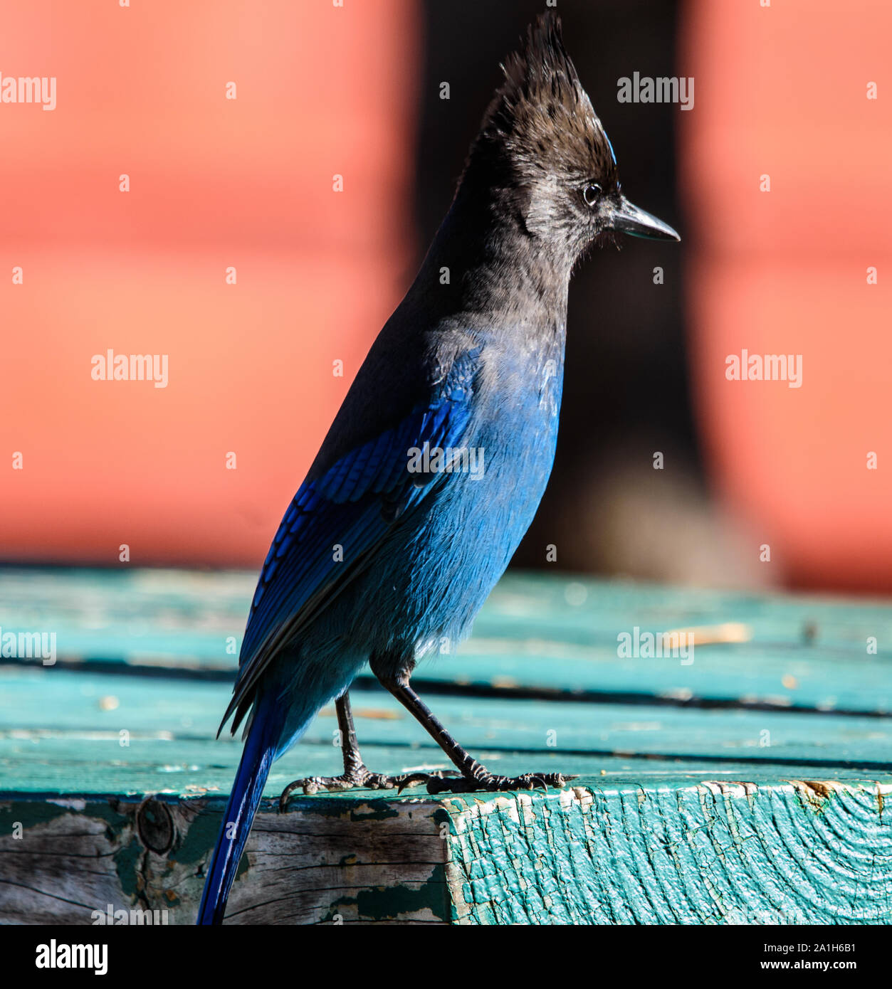 Der Steller Blue Jay thront auf Vorsprung der Picknicktisch Stockfoto