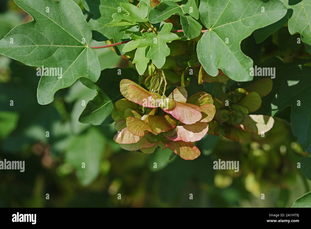 Reifung Ahorn oder Esche Saatgut sehr nah bis Latin Acer pseudoplatanus Opalus oder im Frühling Italien Stockfoto