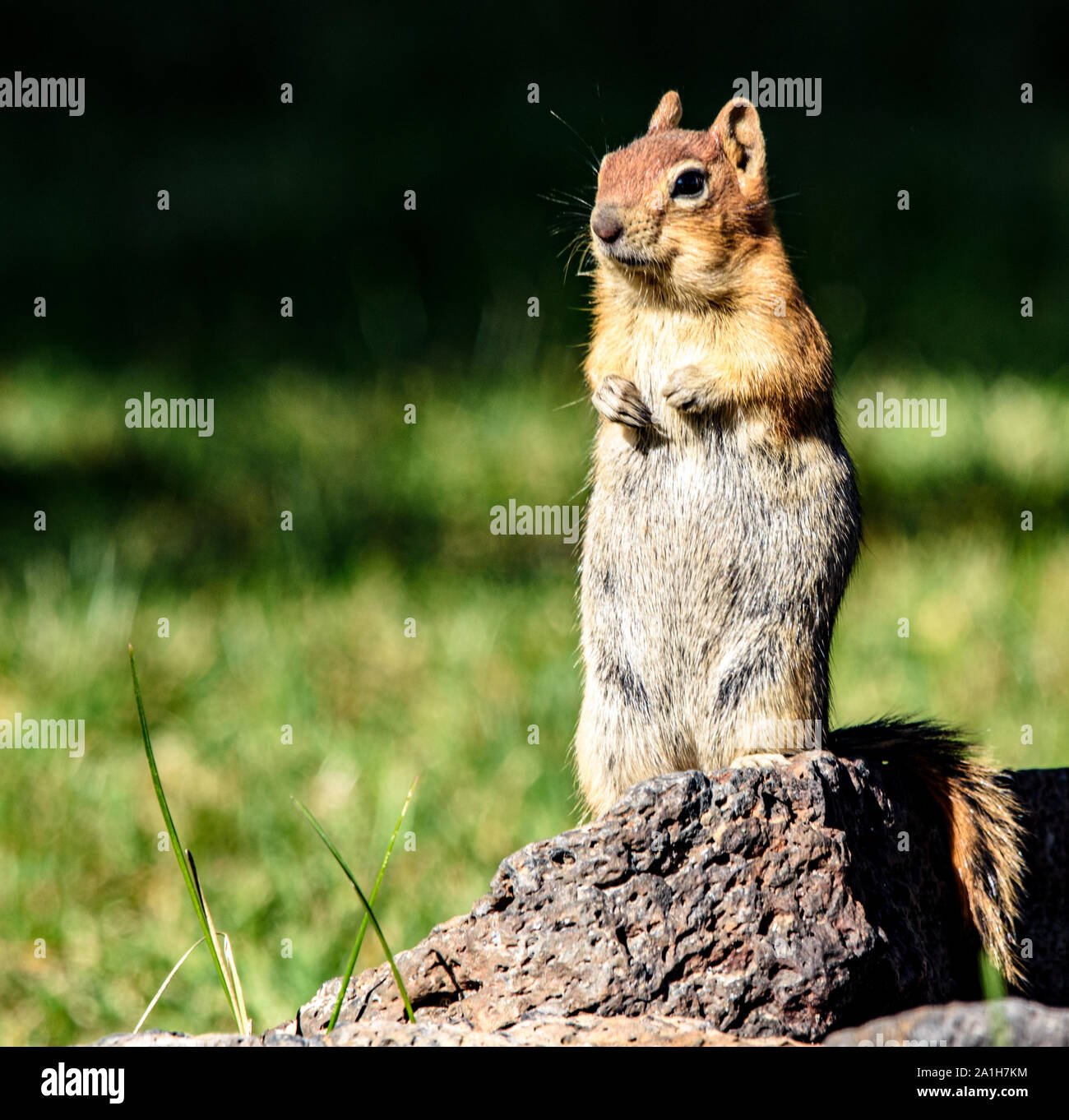 Golden-mantled ground squirrel Stehend auf Hinterbeinen in Paulina Lake Central Oregon Stockfoto