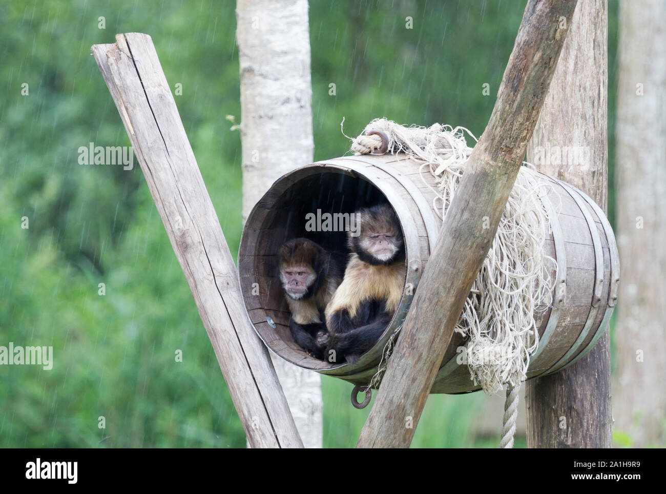 Golden-bellied Kapuziner Cebus xanthosternos in einem Faß sitzen Stockfoto