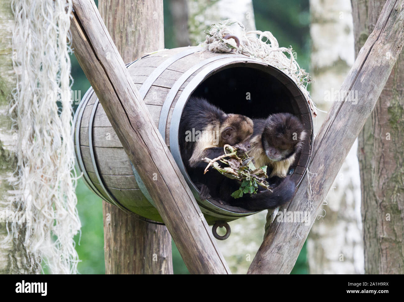 Golden-bellied Kapuziner Cebus xanthosternos in einem Faß sitzen Stockfoto