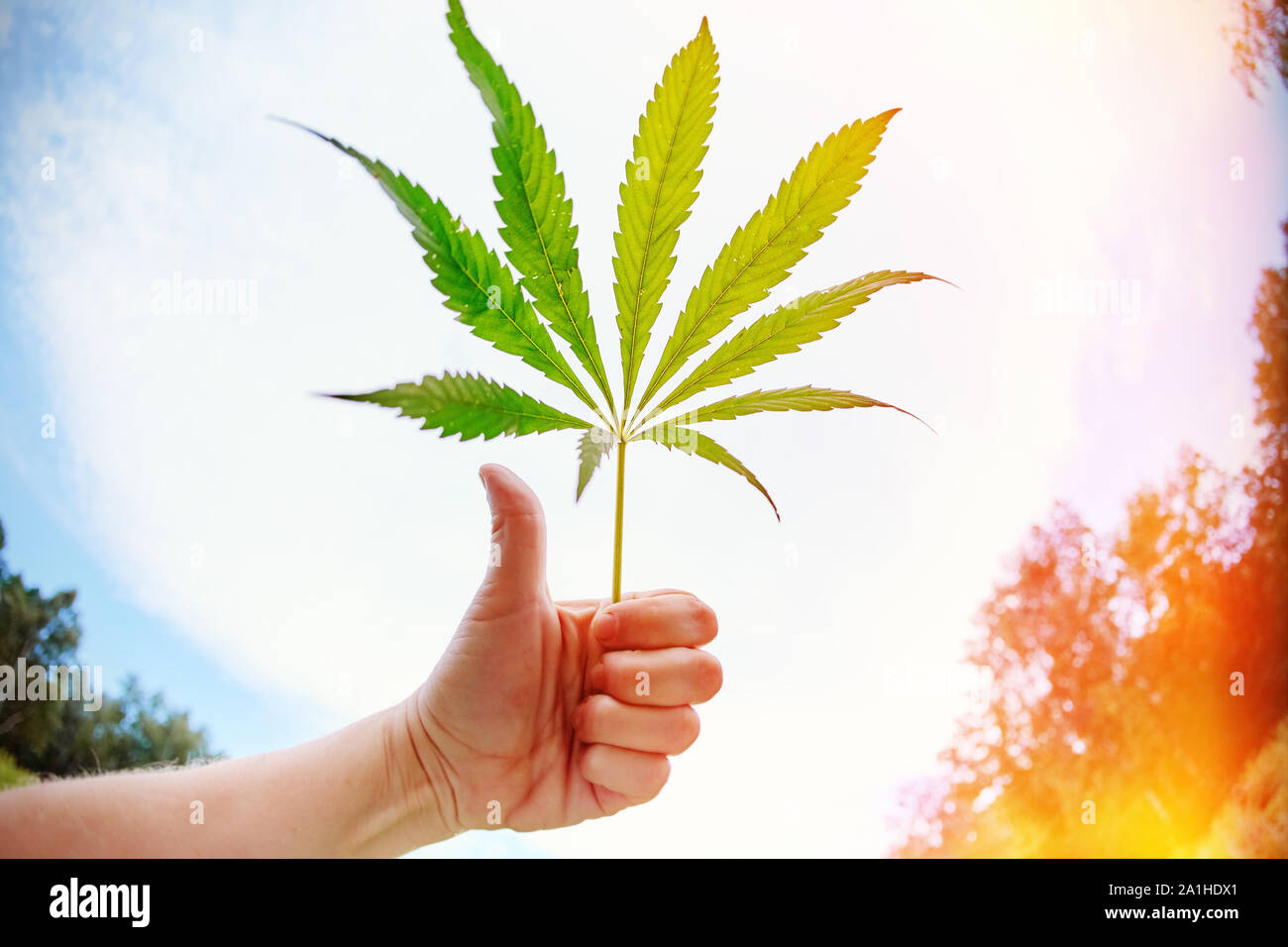 Eine Hand mit einem der Cannabispflanze. Stockfoto