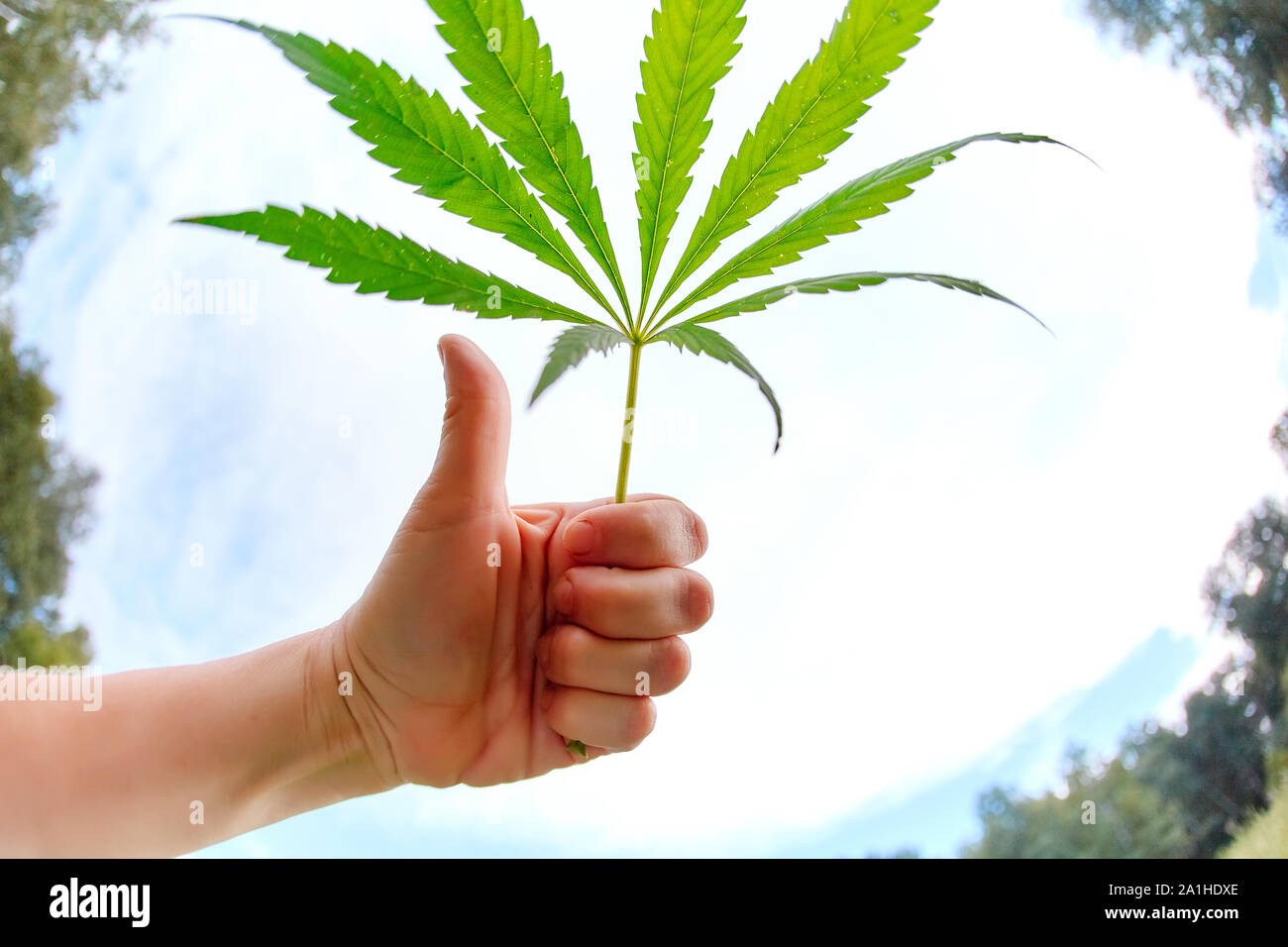 Eine Hand mit einem der Cannabispflanze. Stockfoto