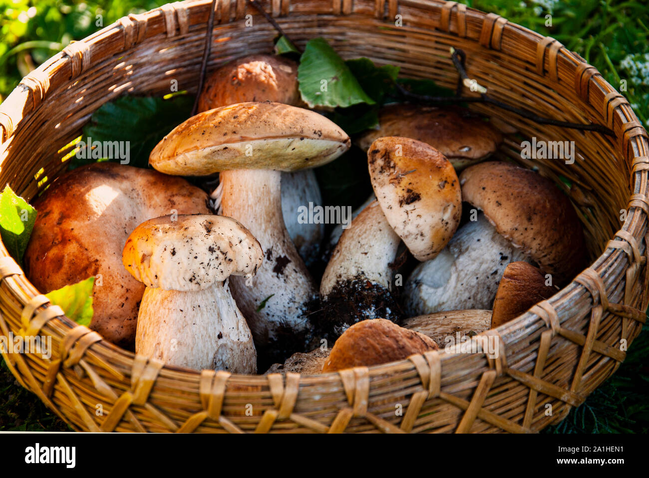 Herbst Zusammensetzung, frisch gepflückten Steinpilze in einem Korb der wicker auf dem Gras Stockfoto