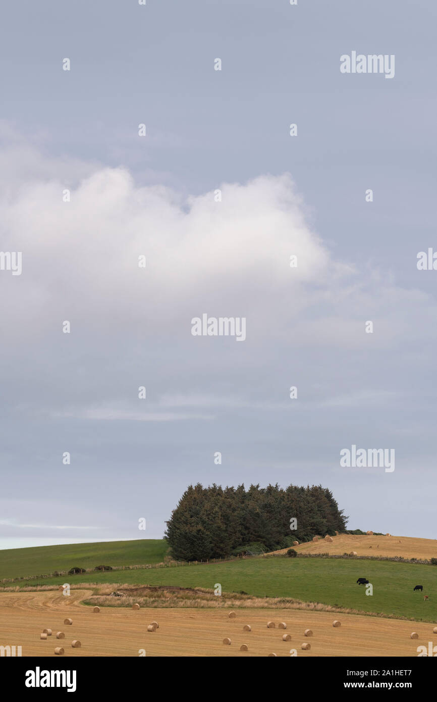 Ein kleiner Stand der Nadelhölzer Tress an der Kreuzung von mehreren Feldern für Ackerbau und Weidewirtschaft verwendet Stockfoto