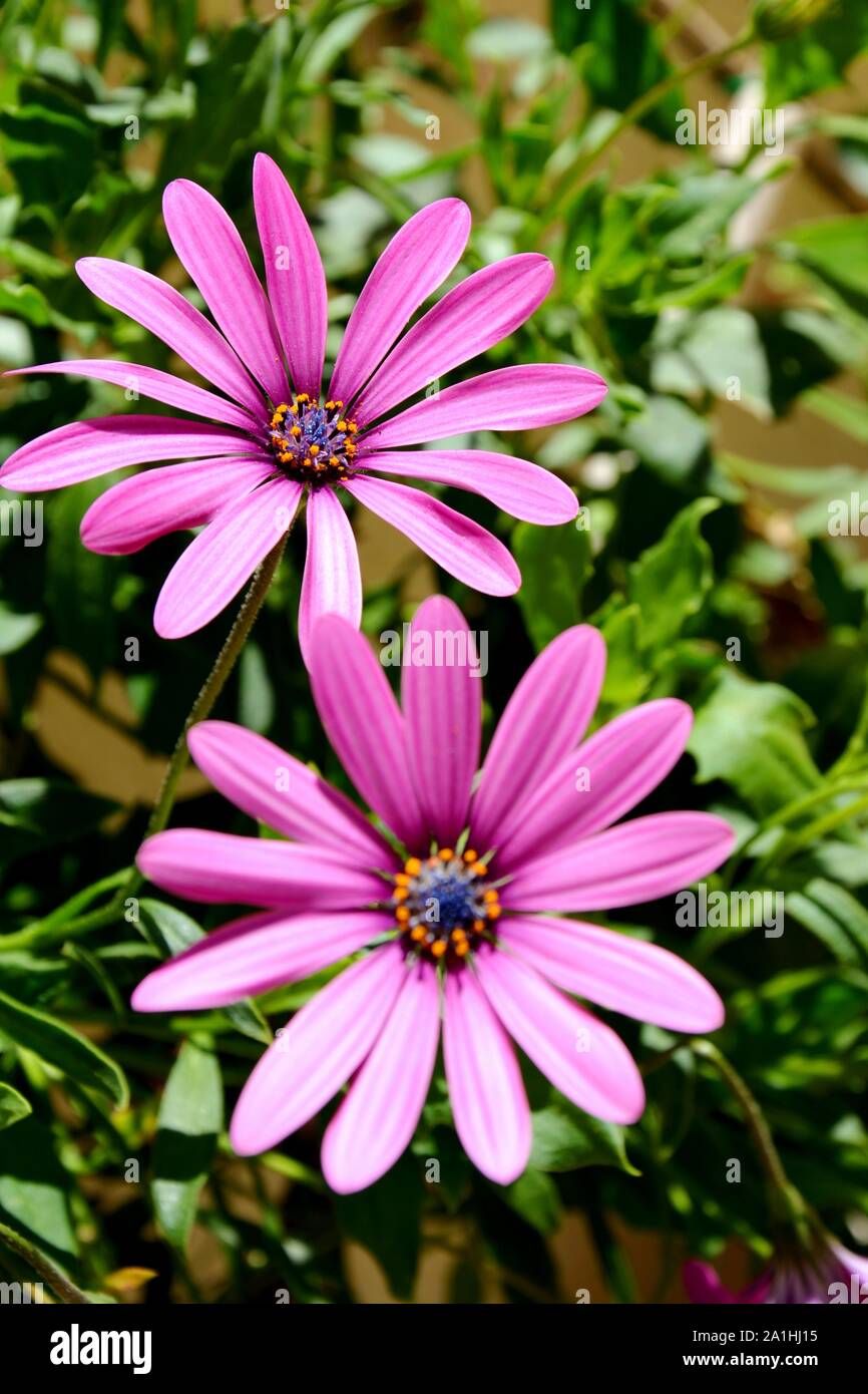 Zwei Lila Blume in einem Garten Stockfoto