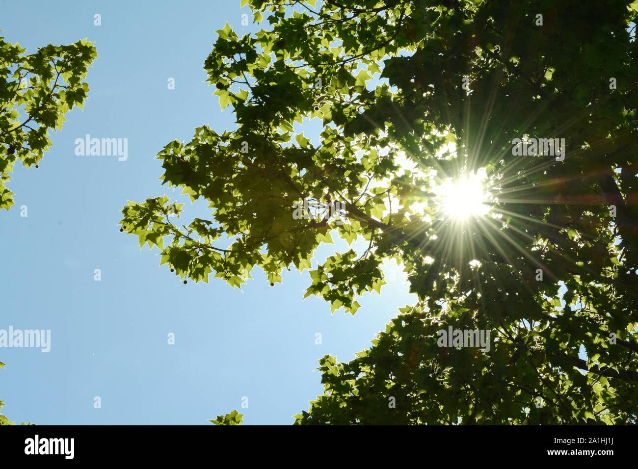 Das Sonnenlicht acroos der Bäume Stockfoto