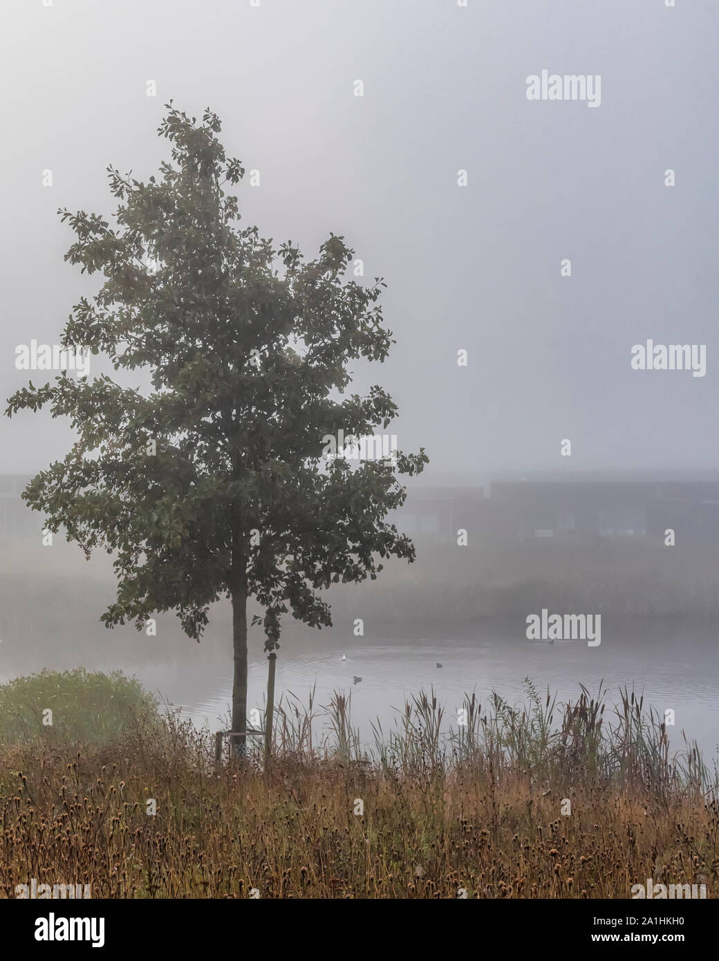 Ein einsamer Baum im Nebel an einem kalten Herbstmorgen umgeben Stockfoto