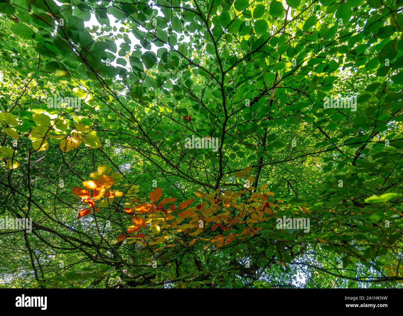 Ändern der Farben Natur Hintergrund zeigen die Farben der Bäume in den Herbst Stockfoto