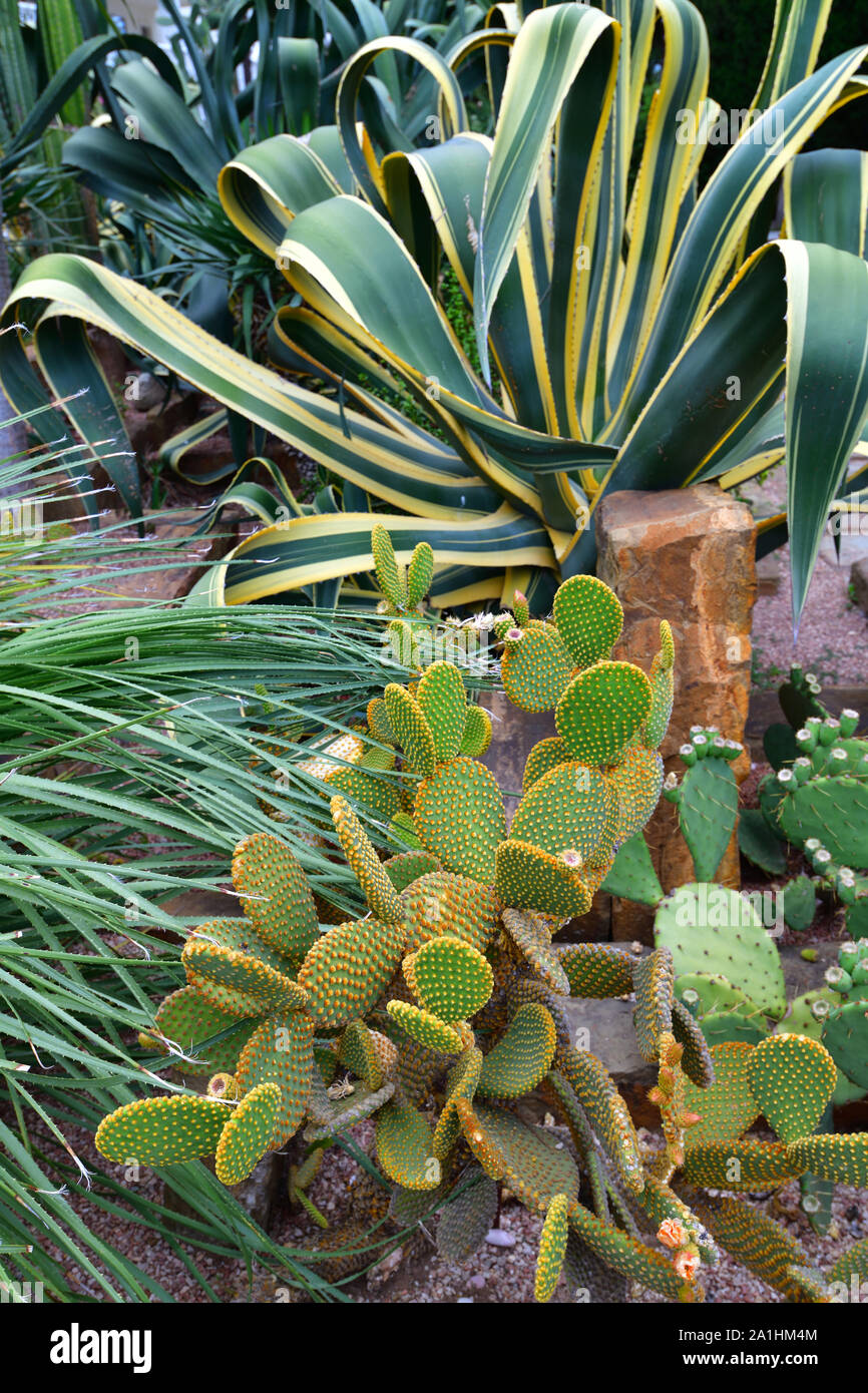 Große Aloe und Kaktus im Blumenbeet davor Das Haus Stockfoto