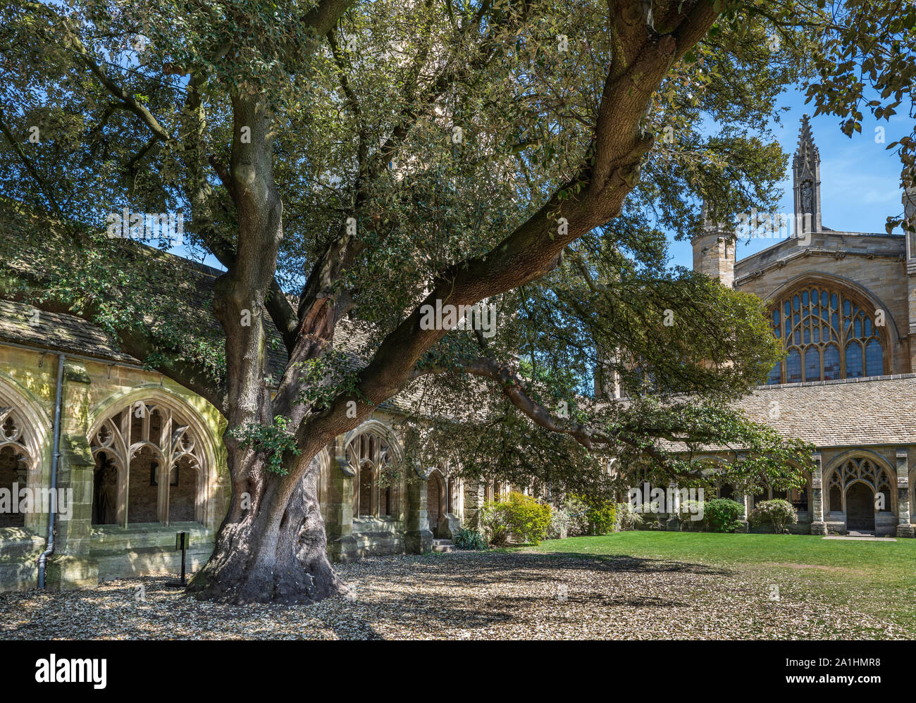 Der charakteristische Baum in der neuen Hochschule Kreuzgänge, verwendet als Standort für Das berühmte Harry Potter Filme. Die klöster sind nur auf der Vorderseite Stockfoto