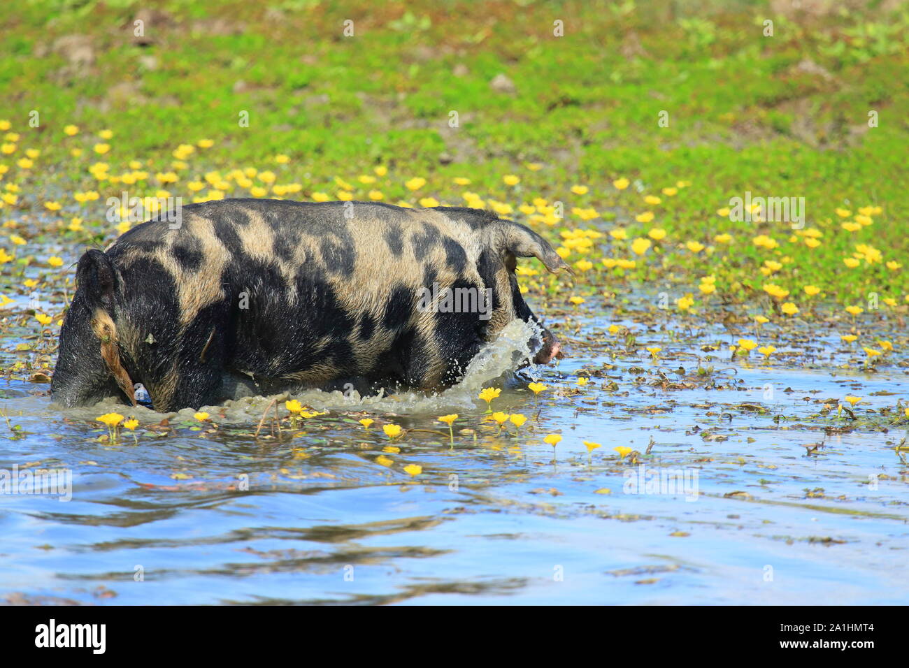 Schwein in Wasser, lustige Tier Stockfoto