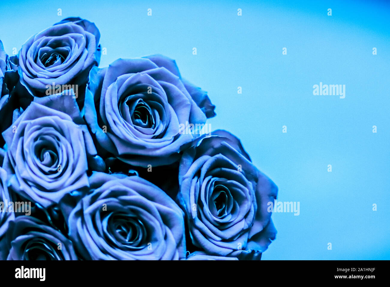 Blühende Rose, Blüte und Valentinstag geschenk Konzept - Glamour luxus  Blumenstrauß der blaue Rosen, Blumen in voller Blüte so blumig Urlaub  Hintergrund Stockfotografie - Alamy