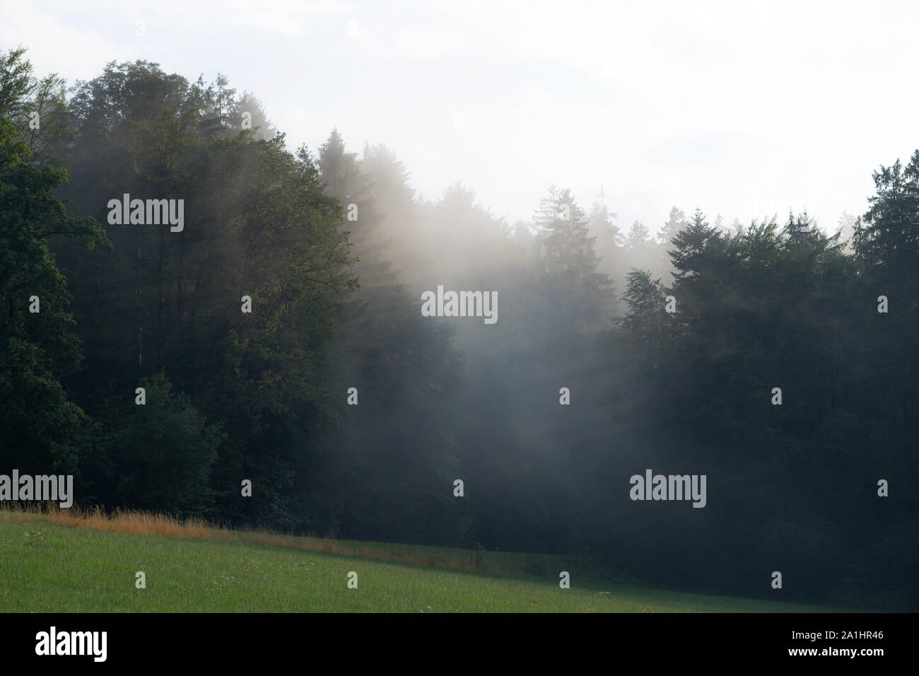Neblig und geheimnisvollen Wald nach einem Gewitter im Sommer Stockfoto