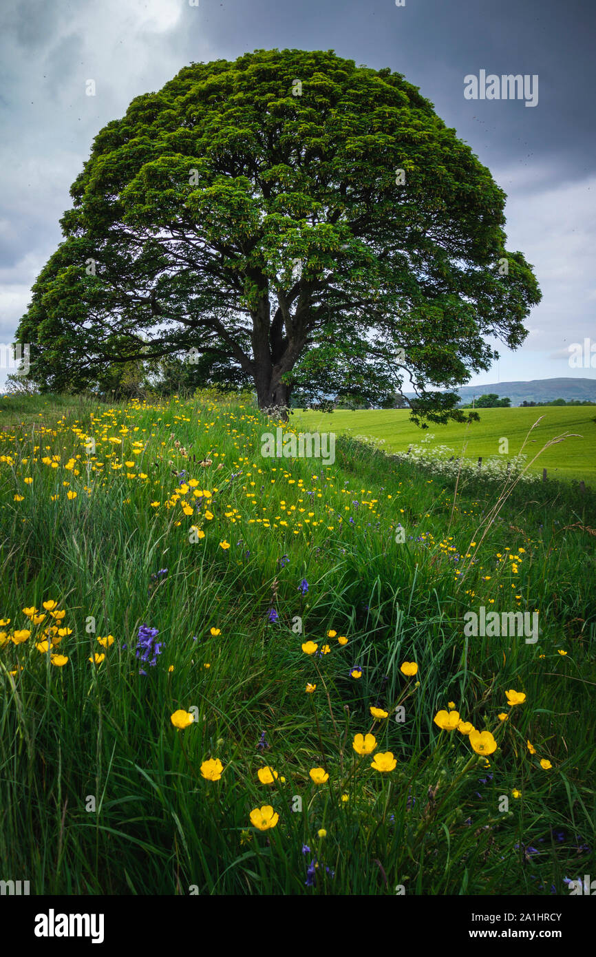 Giant's Ring in South Belfast, Nordirland Stockfoto