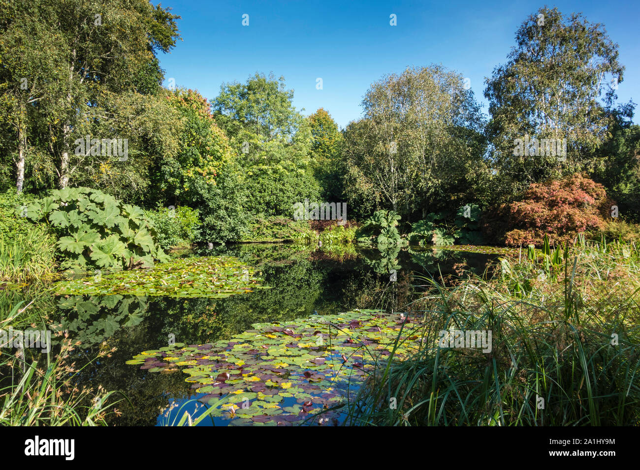 Rosemore RHS Garden, See, mit Seerosen, Sträucher und Bäume, Devon, England, UK. Stockfoto