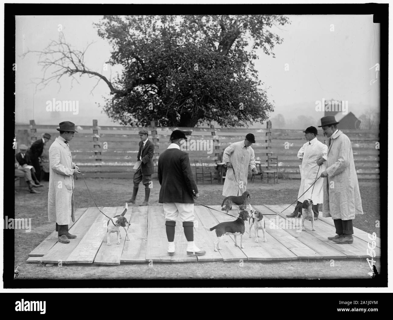 Nationale BEAGLE CLUB VON AMERIKA. Beurteilung der Hunde. RAYMOND BELMONT bei extremen Linken und der extremen Rechten belasten, A.S. Stockfoto