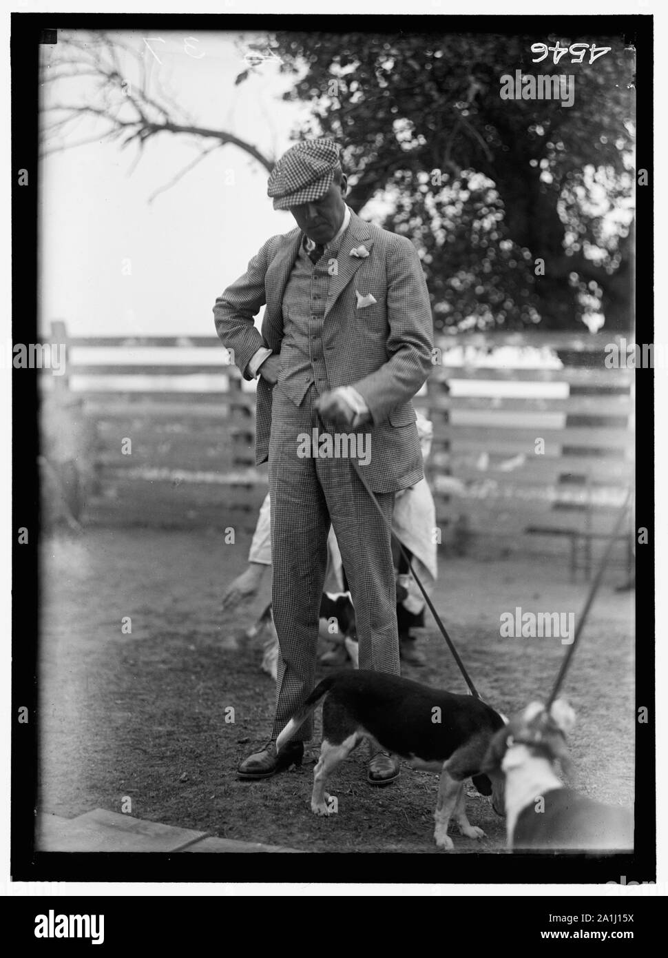 Nationale BEAGLE CLUB VON AMERIKA Stockfoto