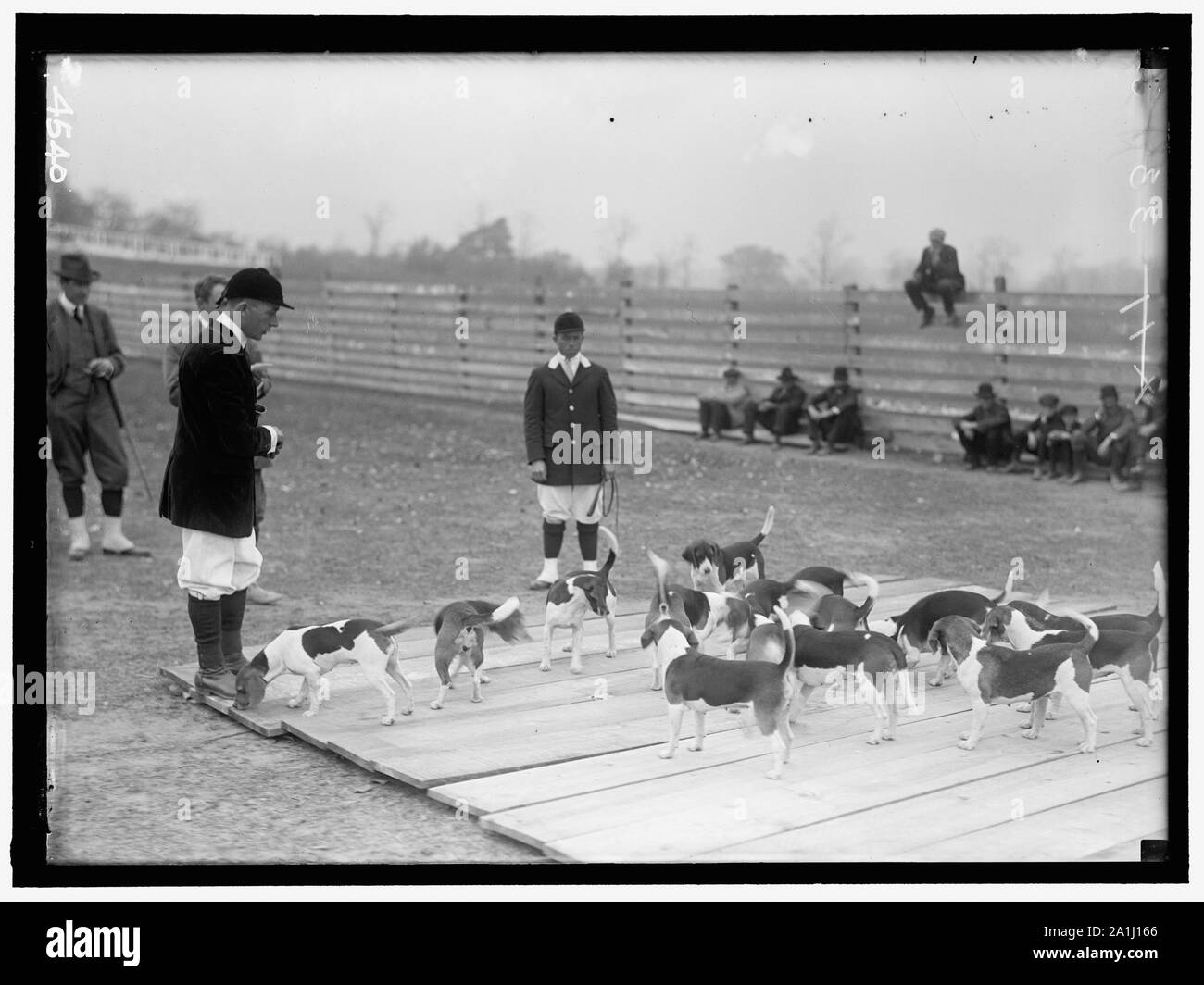 Nationale BEAGLE CLUB VON AMERIKA. WHEATLEY BEAGLES Stockfoto