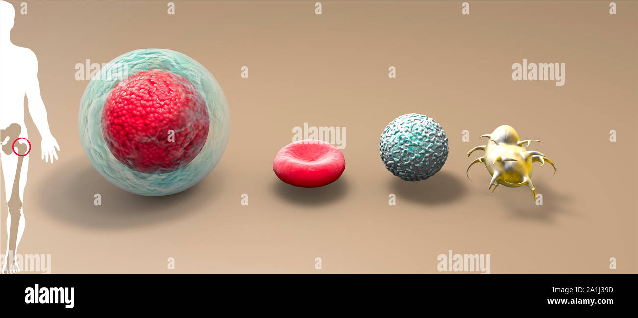 Blutstammzellen ist eine unreife Zellen, die sich entwickeln können in alle Arten von Blutzellen (Leukozyten, Erythrozyten, Thrombozyten). Knochenmark Stockfoto