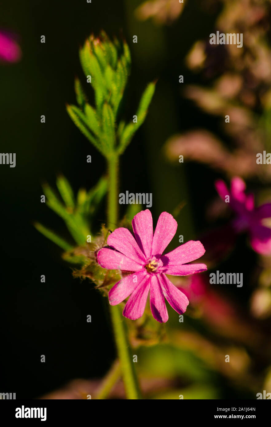 Kleine rosa Wildflower in Dumfries und Galloway Schottland Großbritannien Stockfoto