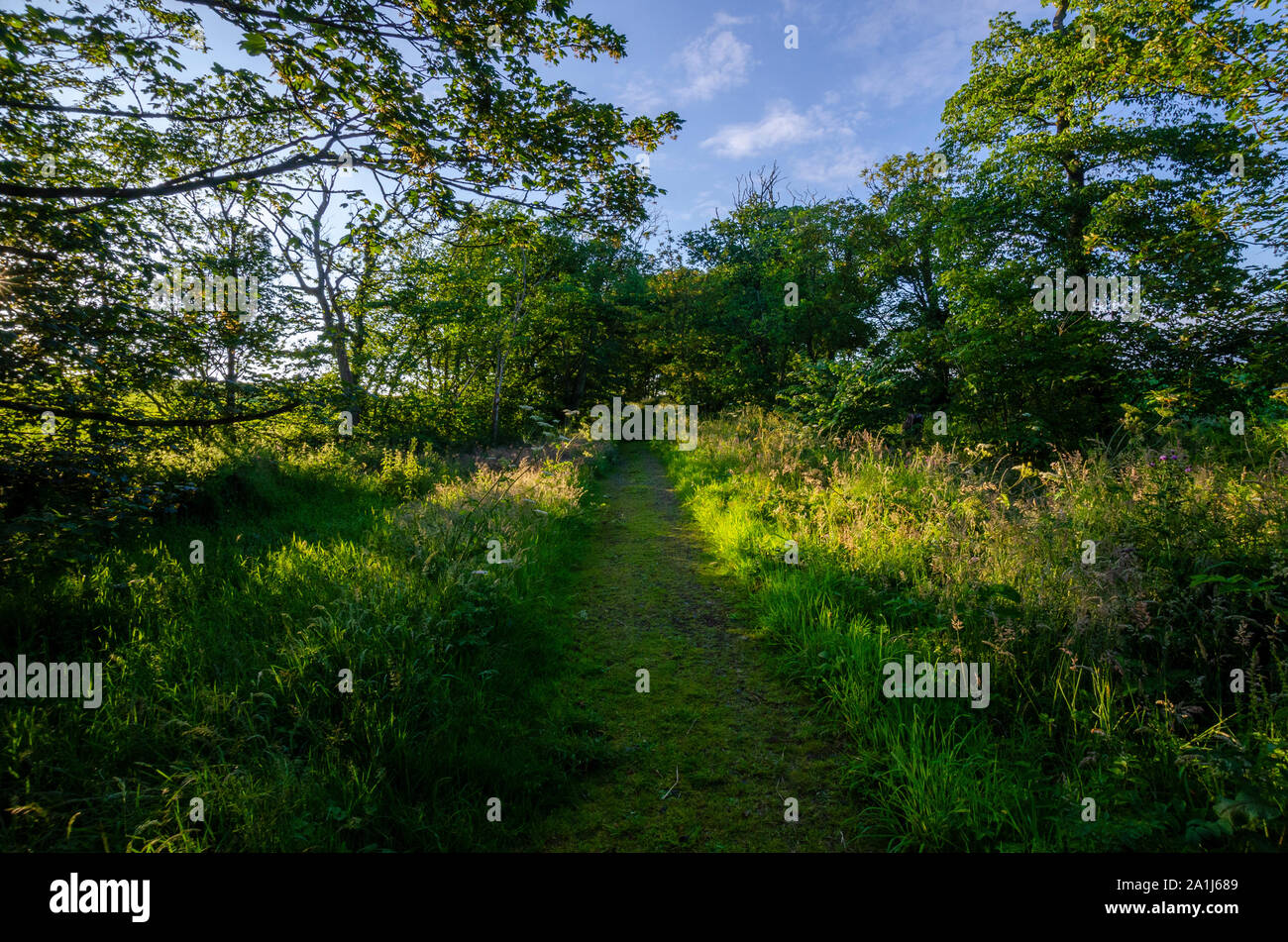 Woodland Szenen in Dumfries und Galloway Schottland Großbritannien Stockfoto