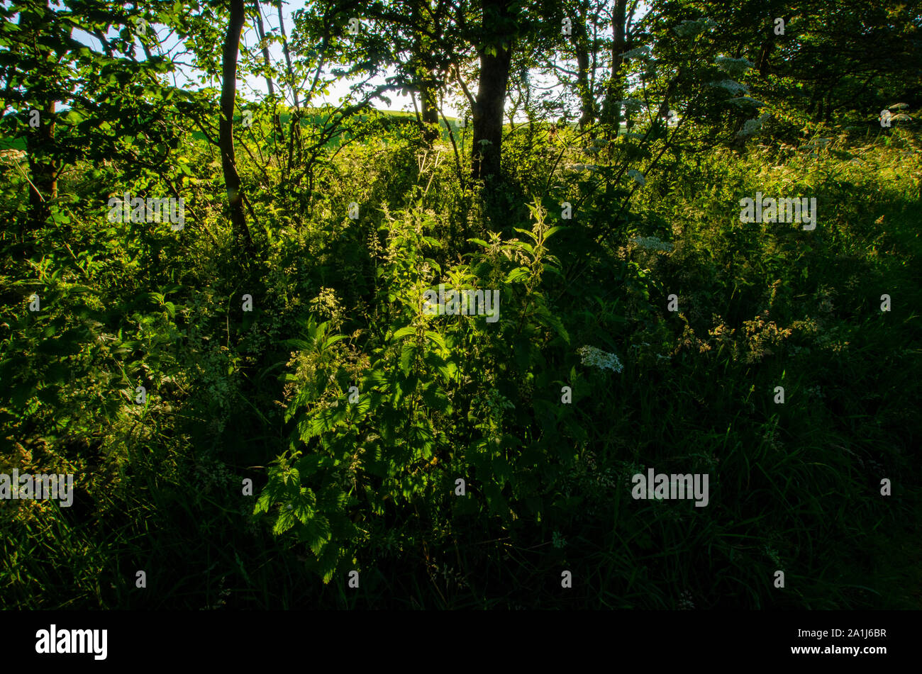 Woodland Szenen in Dumfries und Galloway Schottland Großbritannien Stockfoto