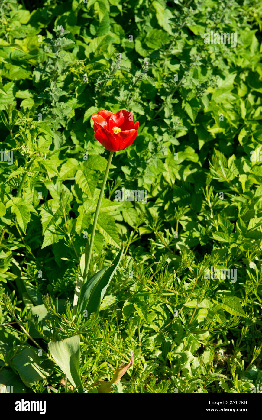 Rote Tulpe Stockfoto