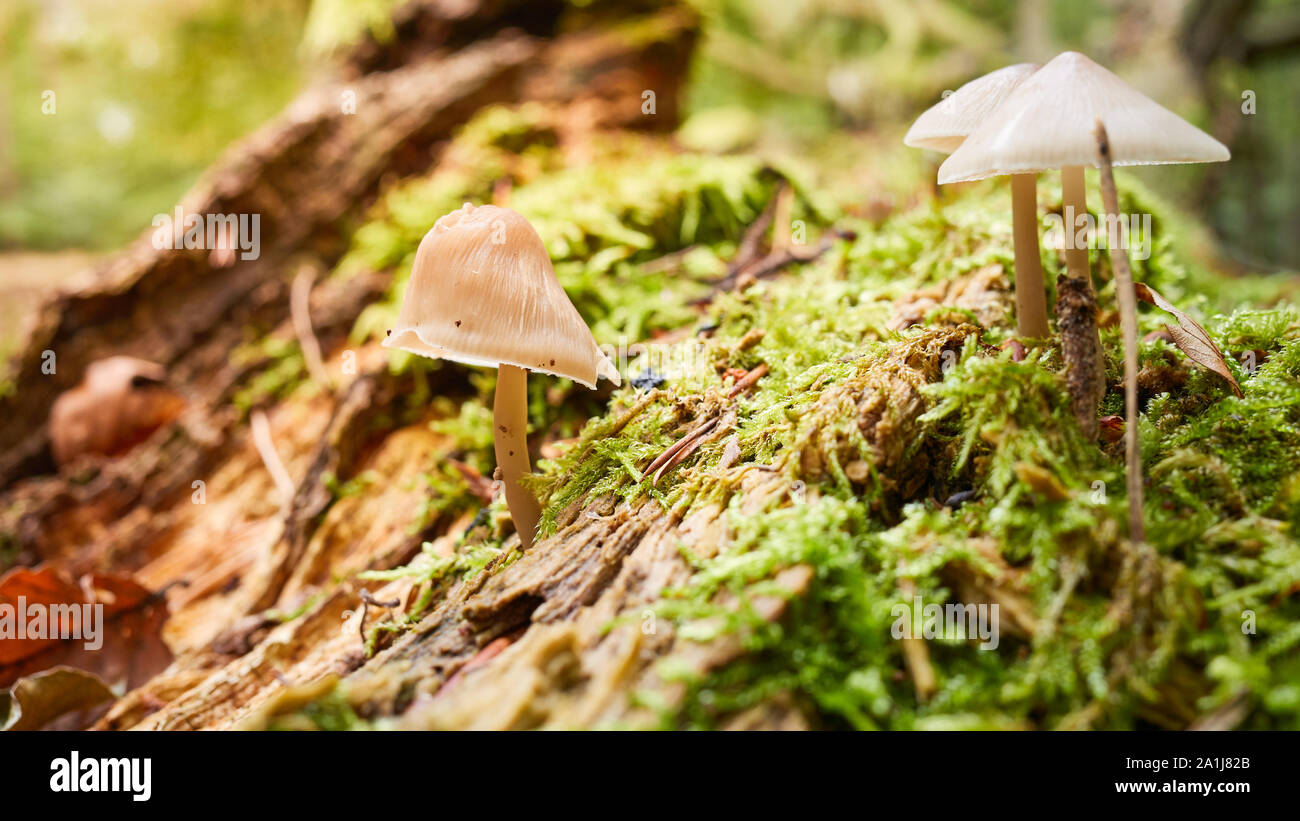 Waldboden mit Pilzen im Herbst, selektive konzentrieren. Stockfoto
