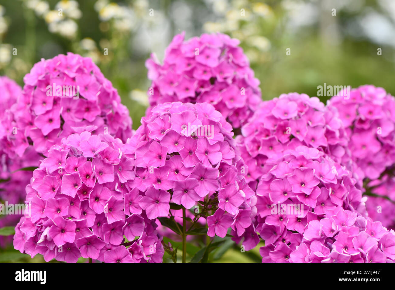 Violetten Blüten der Phlox (Phlox maculata) Pflanze. Hochauflösendes Foto. Stockfoto