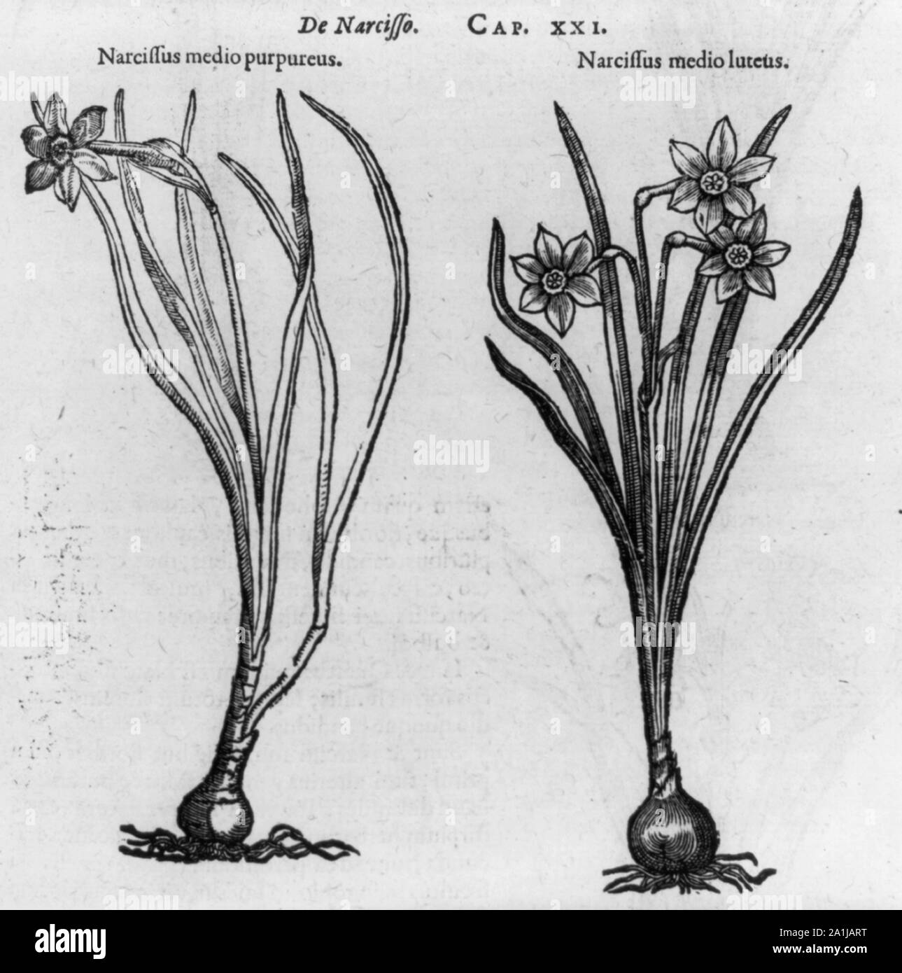 Purpureus und Narziss Narziss medio Medio luteus Stockfoto