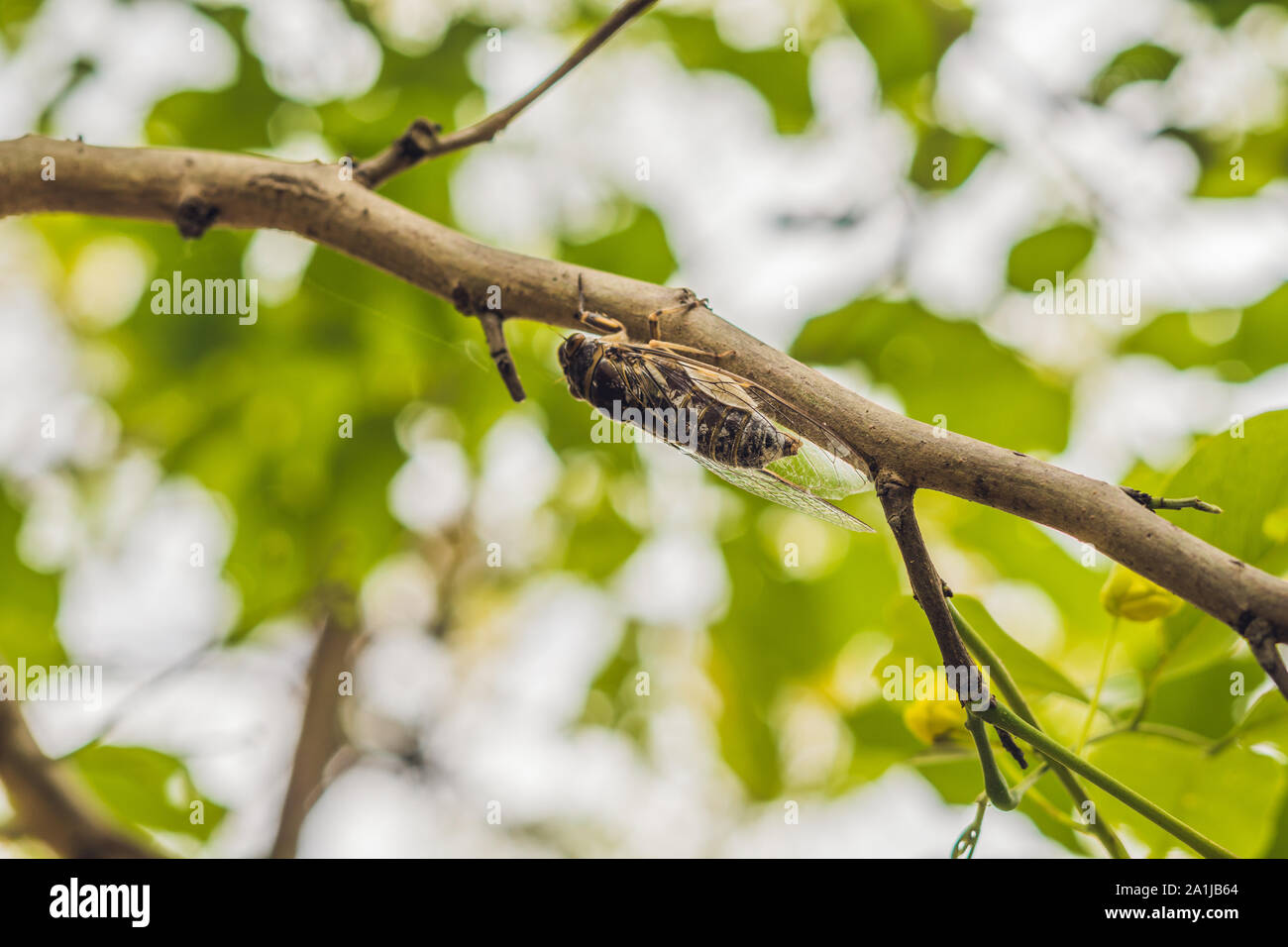 Zikade Bug. Zikade Insekt. Zikade Makro. Zikade Stick auf Baum im Park von Vietnam. Stockfoto