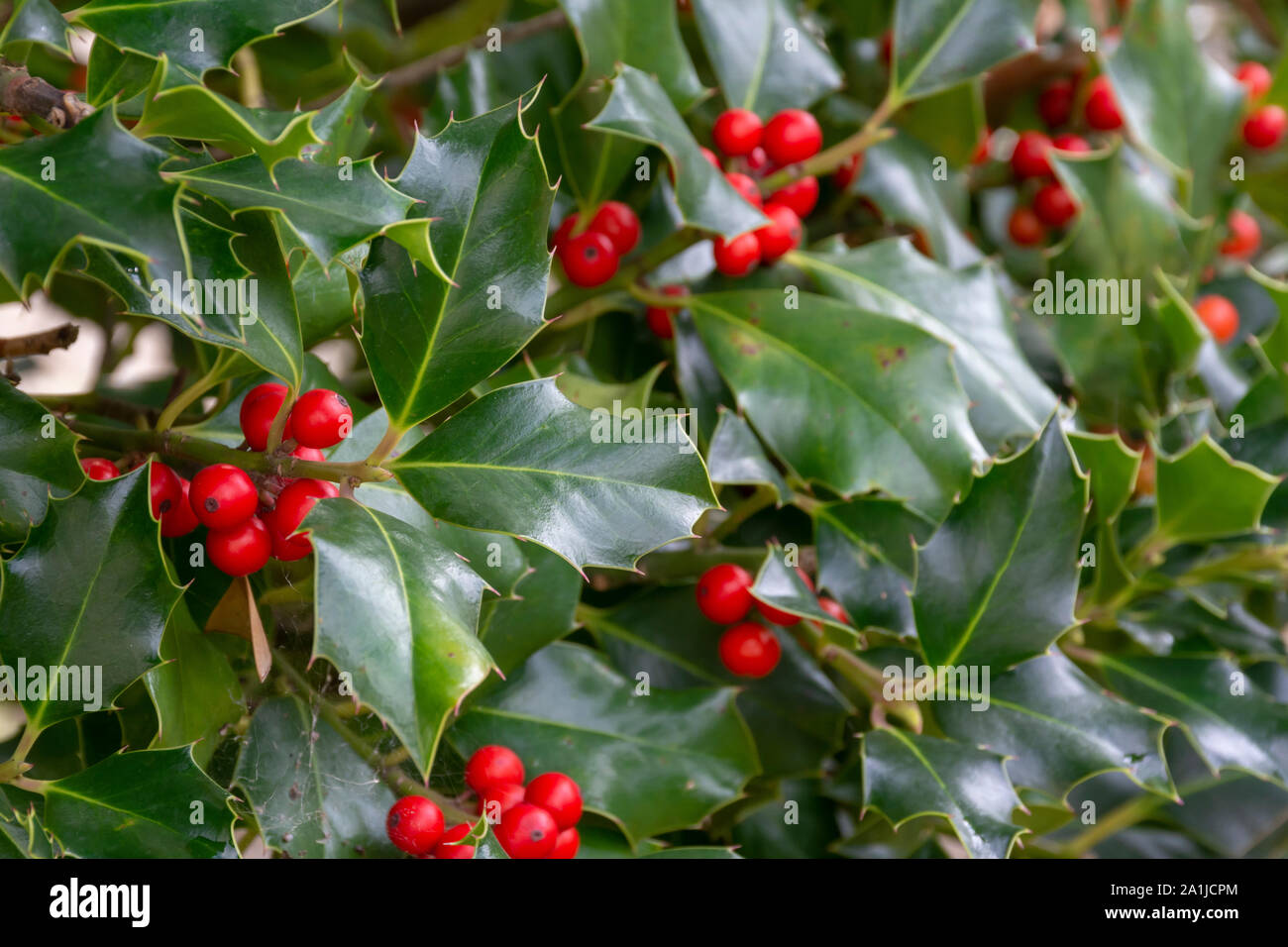 Weihnachten Hintergrund, Ilex aquifolium Stockfoto