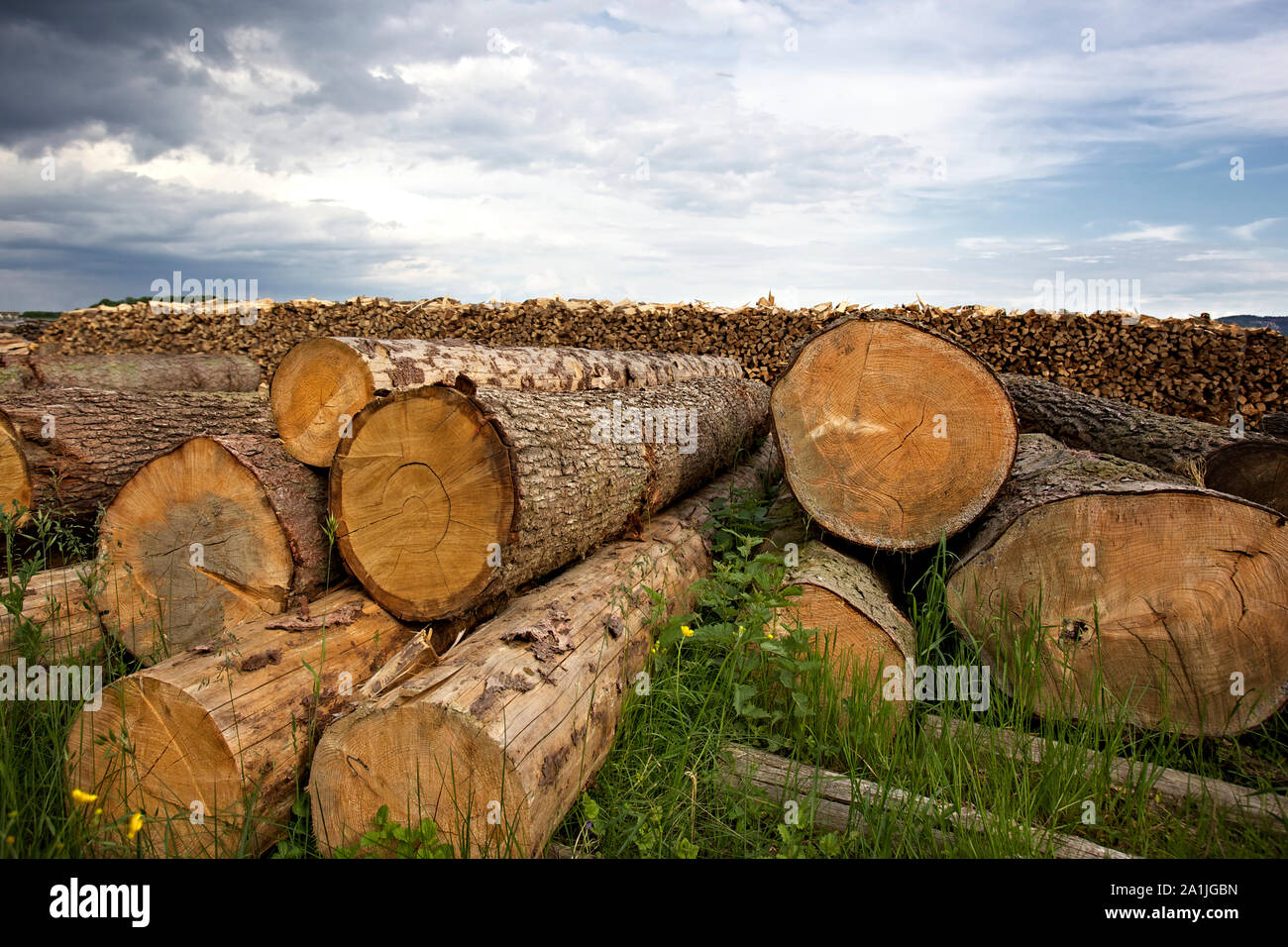 Cut Baumstämme liegen auf dem Boden Stockfoto