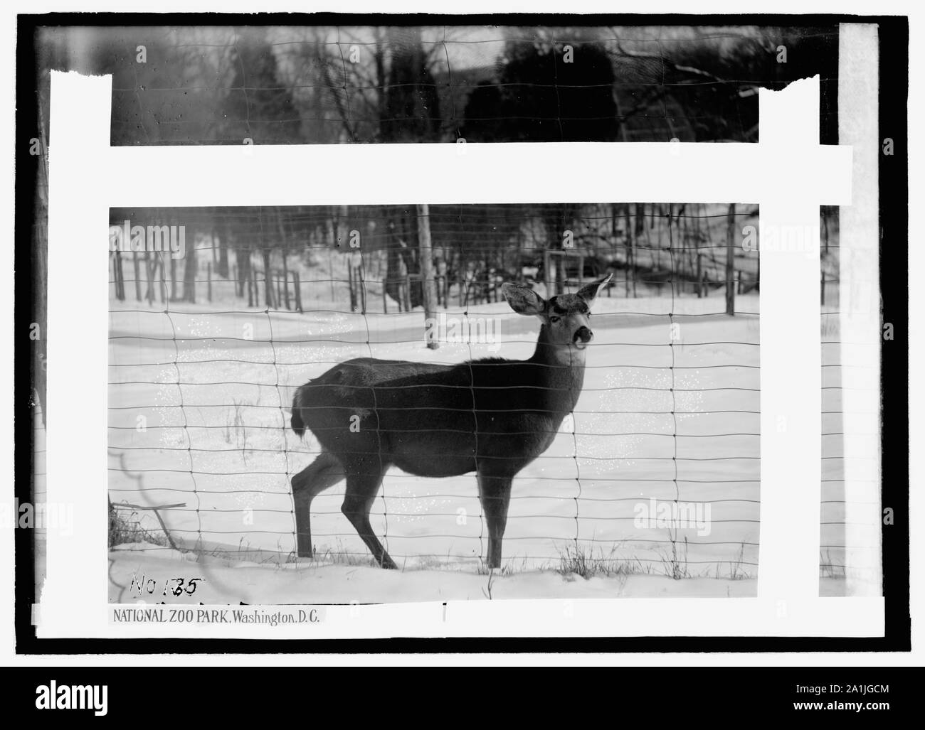 National Zoo Park, Washington, D.C.: Reh Stockfoto