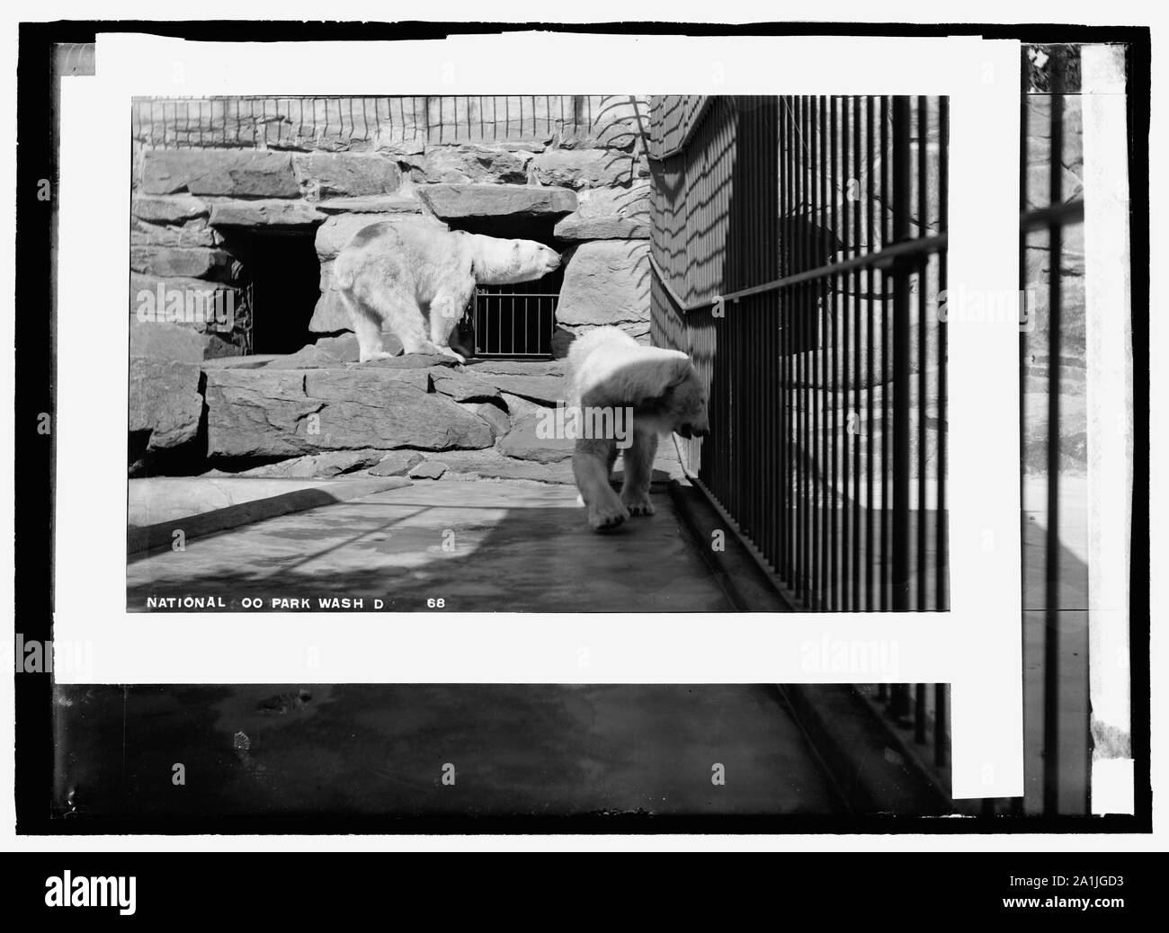 National Zoo Park, Washington, D.C., Polar Bear Stockfoto