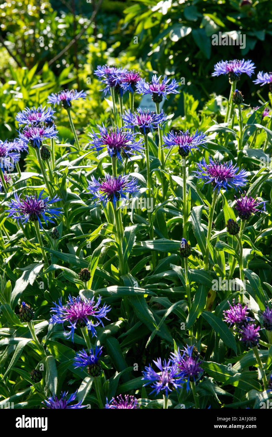 Blumen im Dirleton Castle Garten. East Lothian, Schottland Stockfoto
