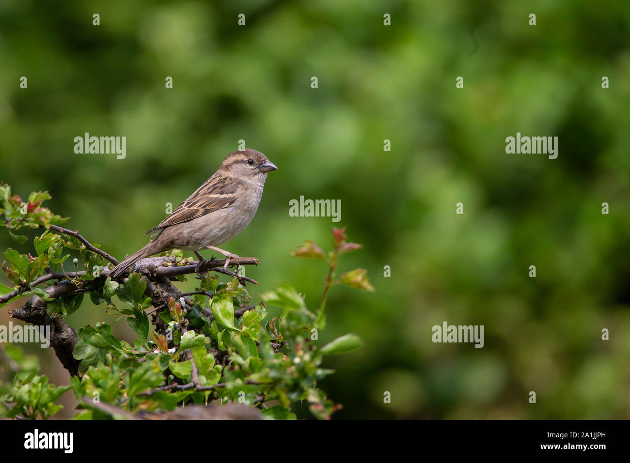 Weibliche Haussperling Passer domesticus hocken auf einem weißdornbusch mit einem grünen diffusen Hintergrund in einem Englischen Garten Stockfoto