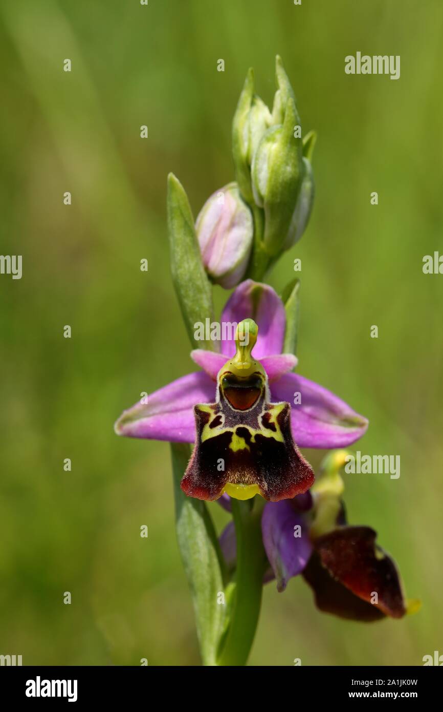 Ende Spinne - Orchidee (Ophrys holoserica) Wild Orchid, auf einer Wiese, Rheinland-Pfalz, Deutschland Stockfoto