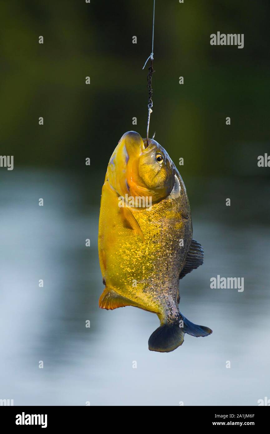 Piranha (Pygocentrus nattereri) auf der Linie, Pantanal, Brasilien Stockfoto