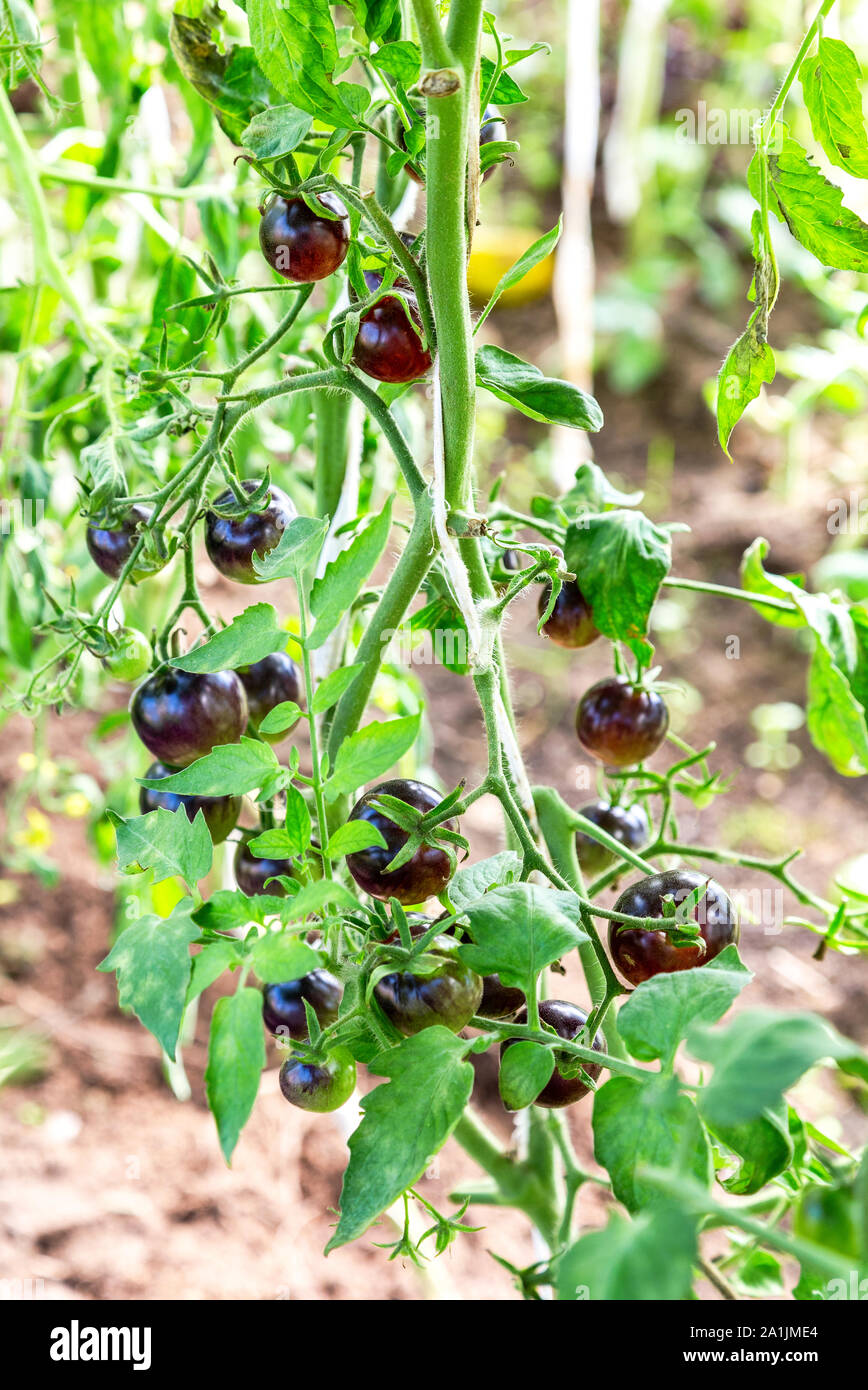 Black Tomato Früchte wachsen in einem Gewächshaus Nahaufnahme Stockfoto