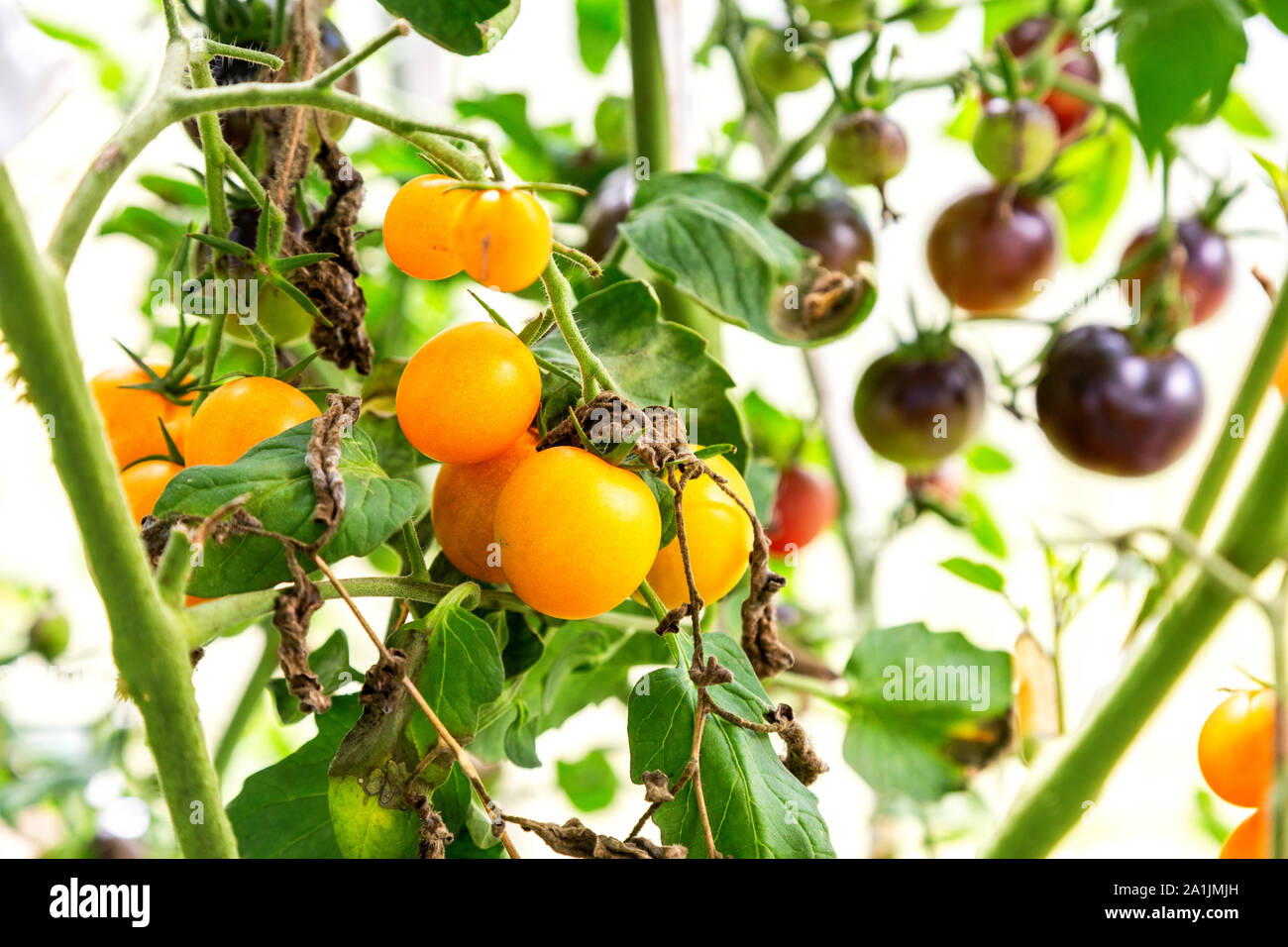 Gelbe Tomaten Früchte wachsen in einem Gewächshaus Nahaufnahme Stockfoto