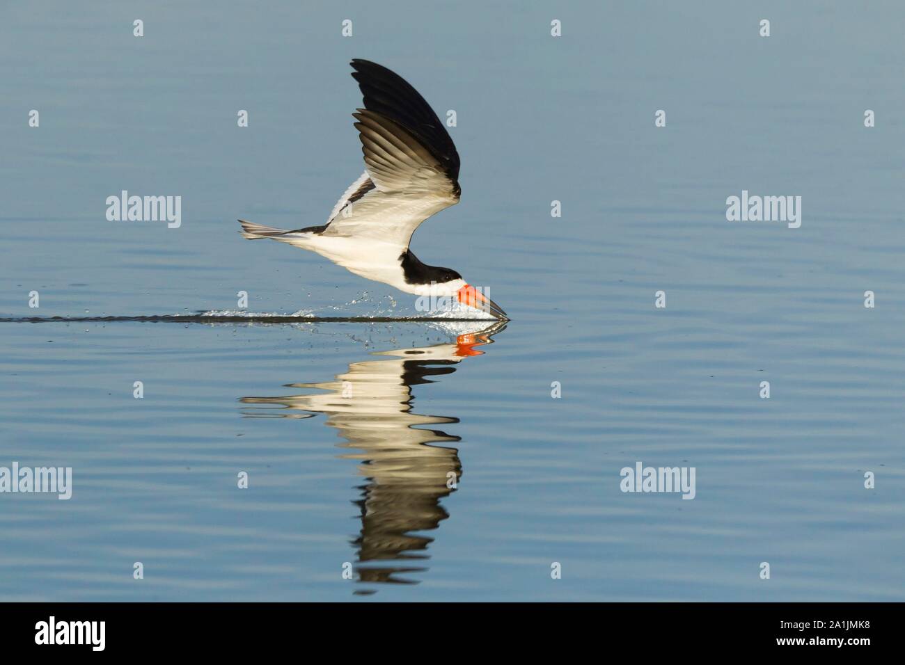 Schwarzes Abstreicheisen (Rynchops niger), über Wasser, Angeln, Brasilien fliegen, Mato Grosso, Pantanal Stockfoto