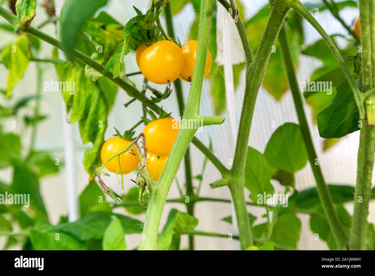 Gelbe Tomaten Früchte wachsen in einem Gewächshaus Nahaufnahme Stockfoto
