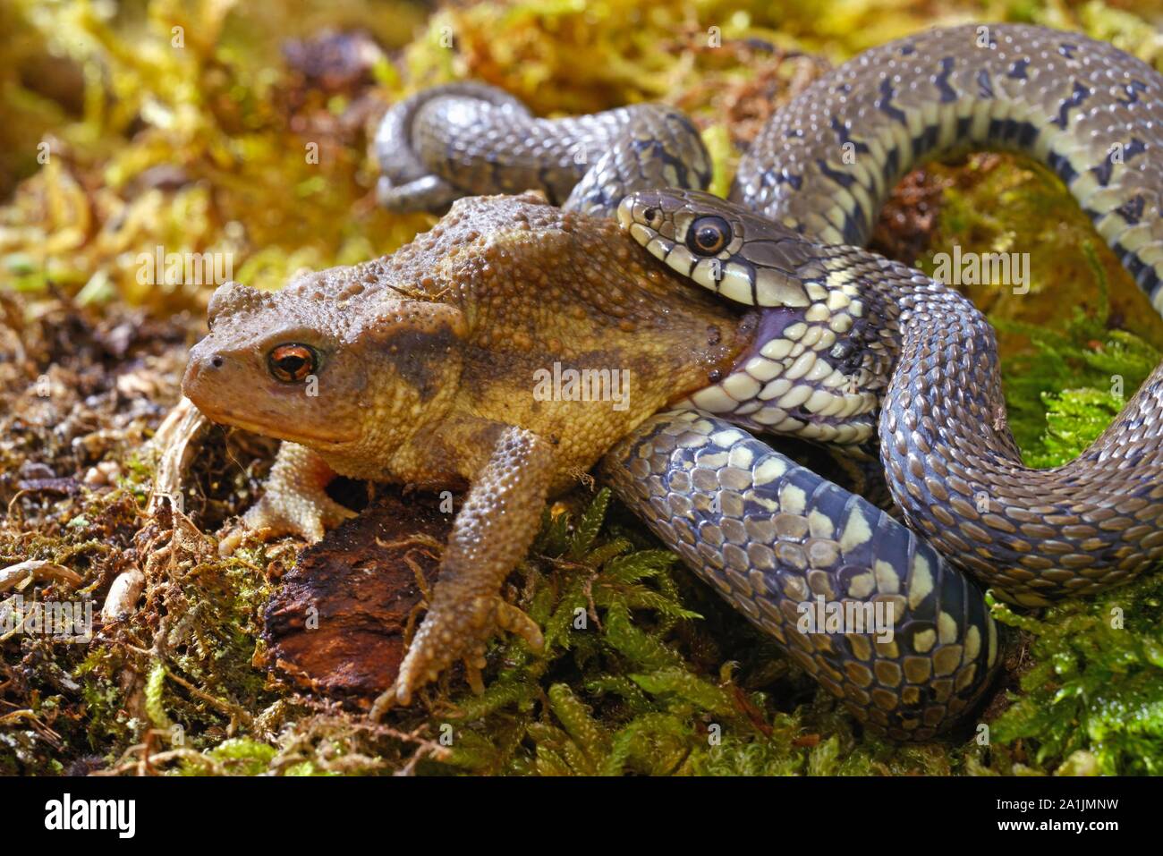 Gesperrt Ringelnatter (Natrix Helvetica), Essen eine Kröte, Poitou, Frankreich Stockfoto