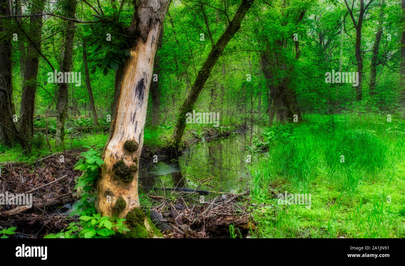 Toten weißen Baumstamm kleiner Bach mitten im grünen Wald in Great Falls National Park, Virginia Stockfoto