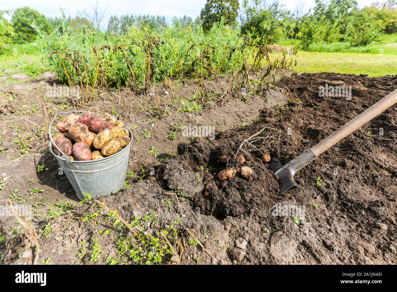 Frisch geerntete Biokartoffeln in Metall Eimer im Gemüsegarten. Ernte in der landwirtschaftlichen Produktion Business Stockfoto