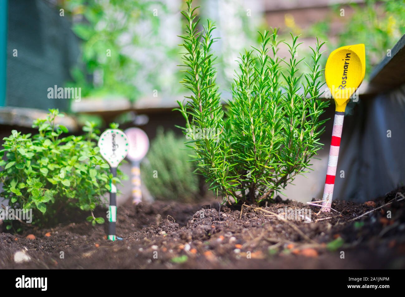 Aromatische und gesunde Kräuter wachsen in einem erhöhten Bett im eigenen Garten. Rosmarin Stockfoto